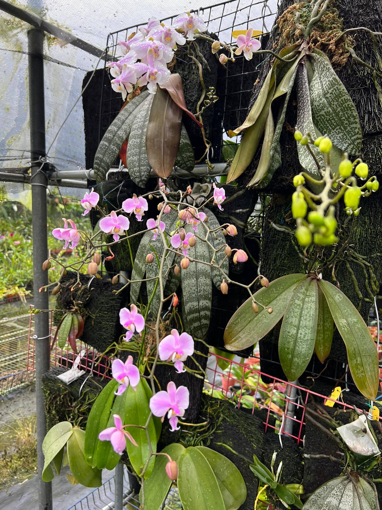 Phal schilleriana