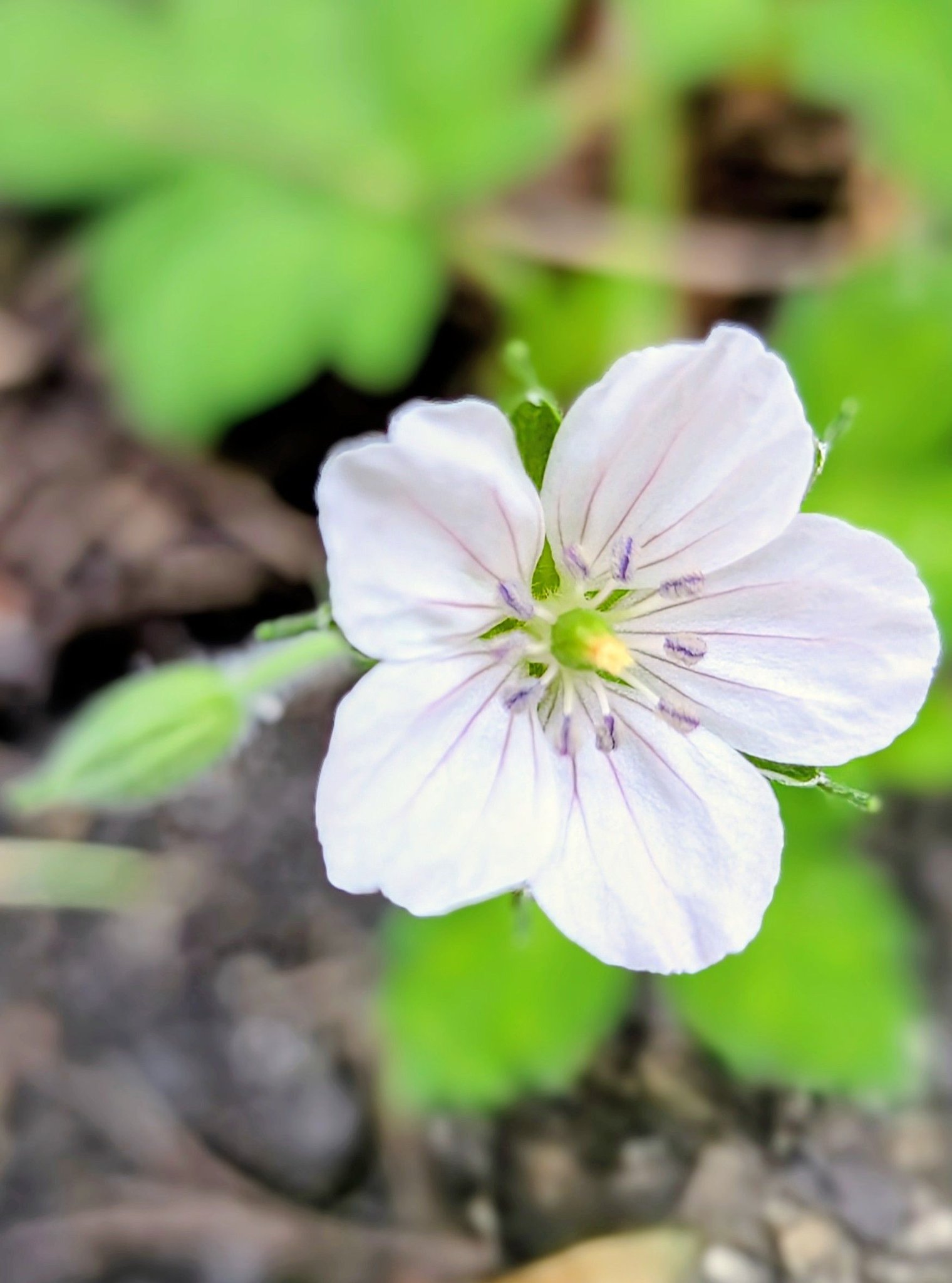 ライラック（リラ）の花が開花した！〉 これで、紫色の薫風が北都札幌