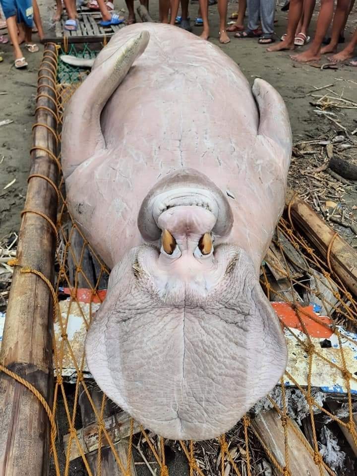 I Love Antique - LOOK | Isang endangered Dugong ang...