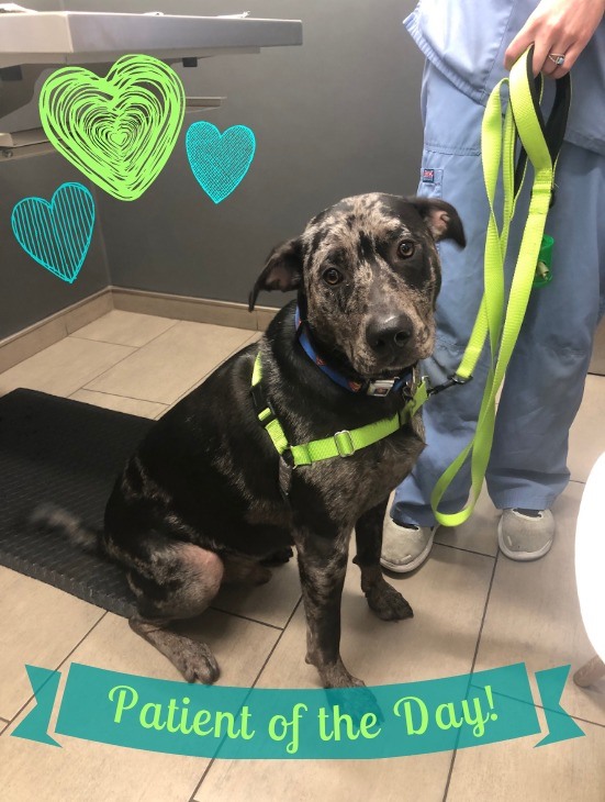 👋 Say hi to Jake, our patient... - VCA Blum Animal Hospital