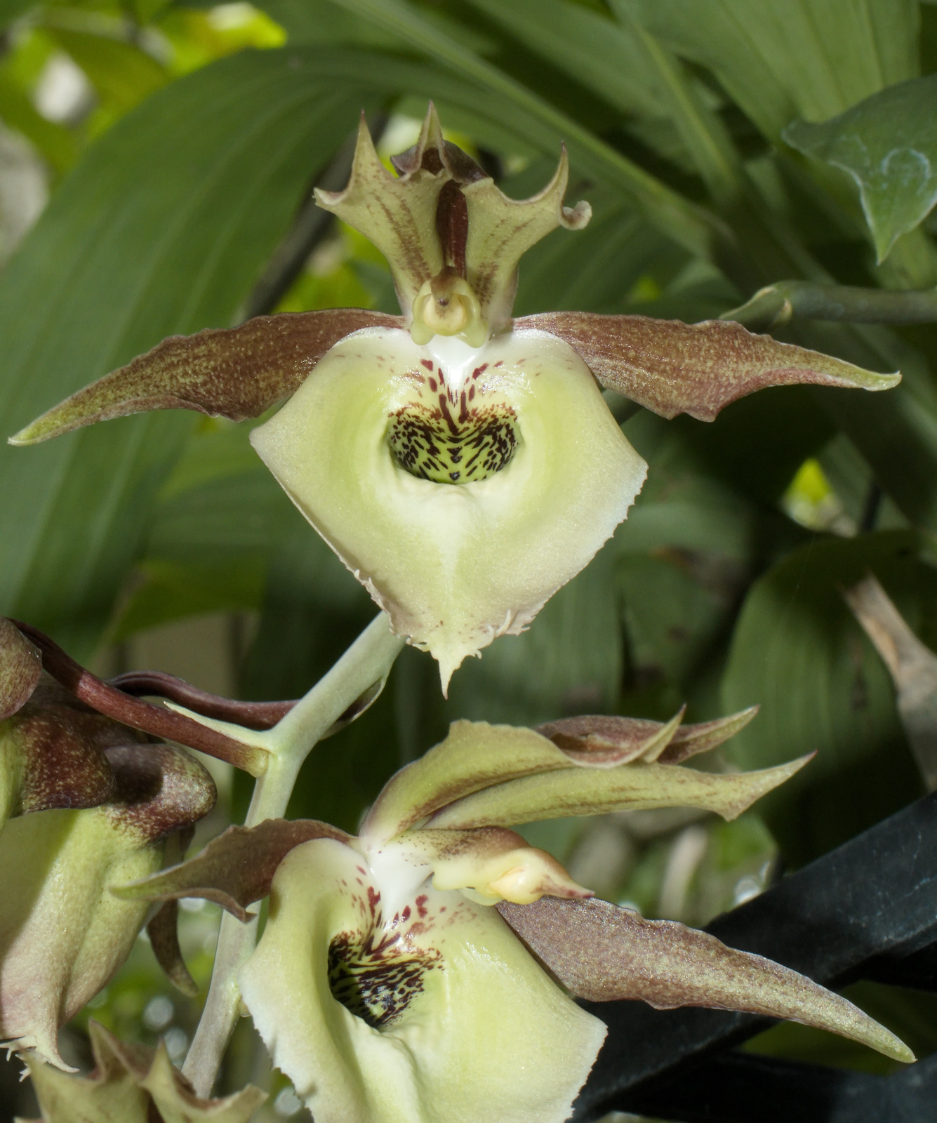Ansellia Africana alba