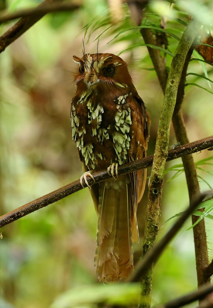 Feline owlet-nightjar bird species in New Guinea