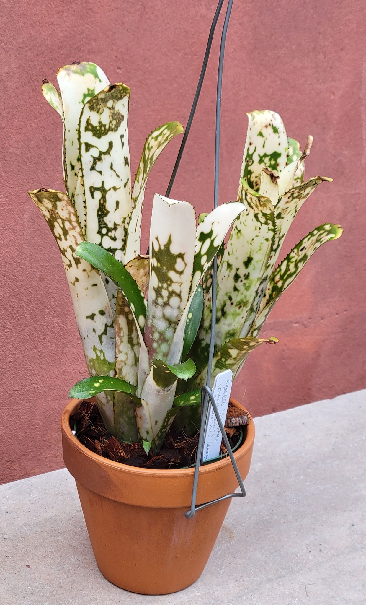 Neoregelia SNAKE CHARMER