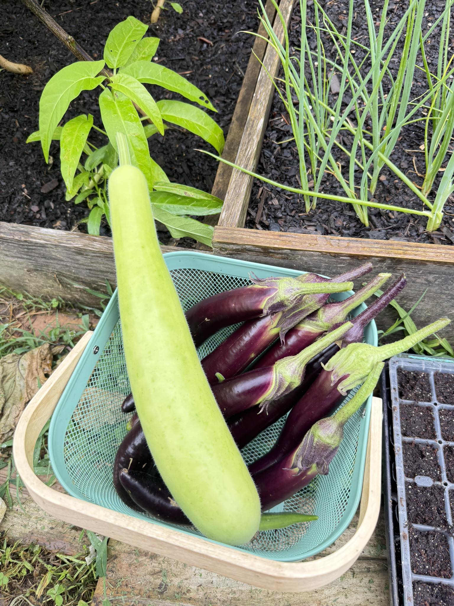 Today's harvest 😊