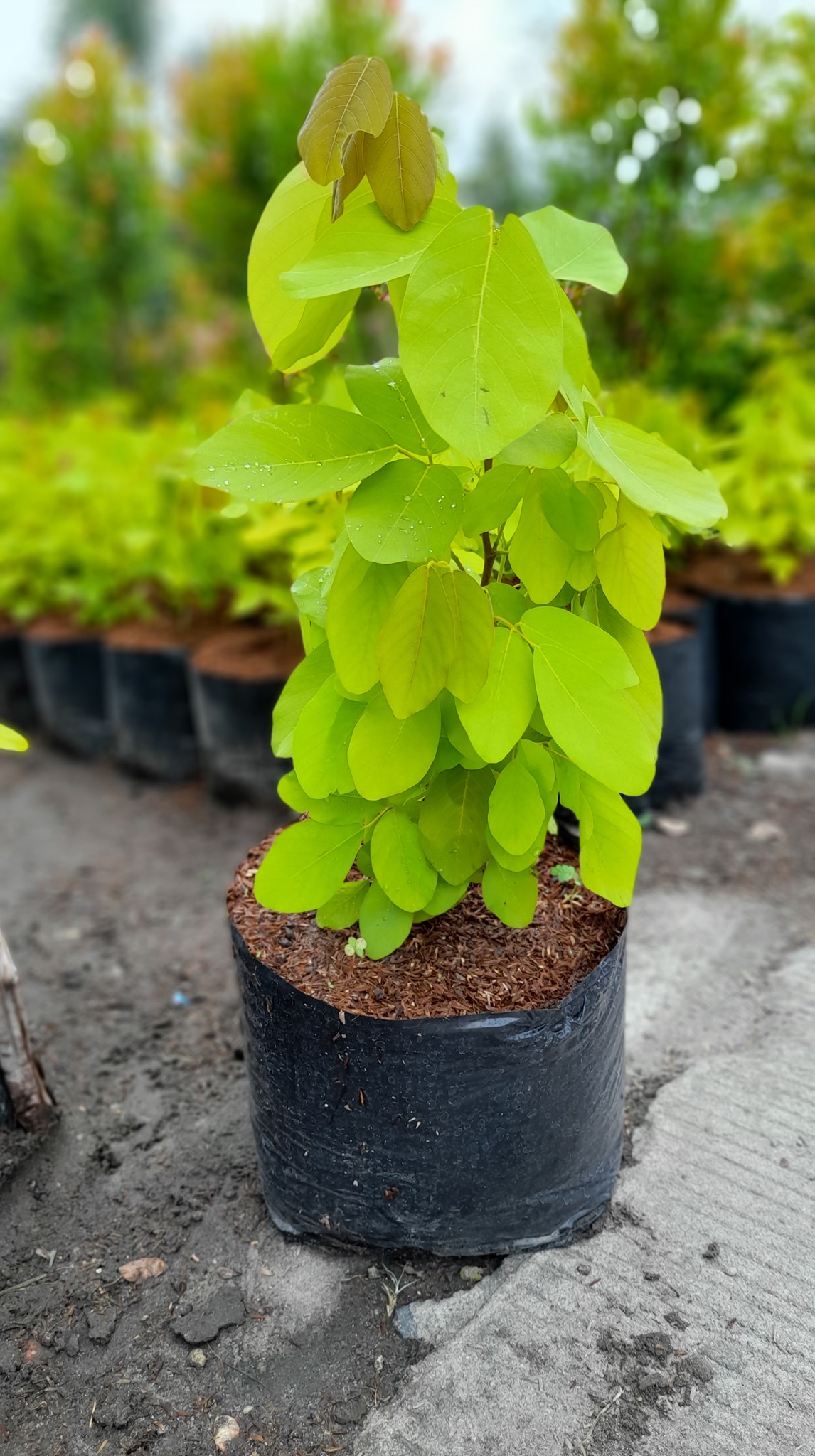 Karla's Garden | Angeles City