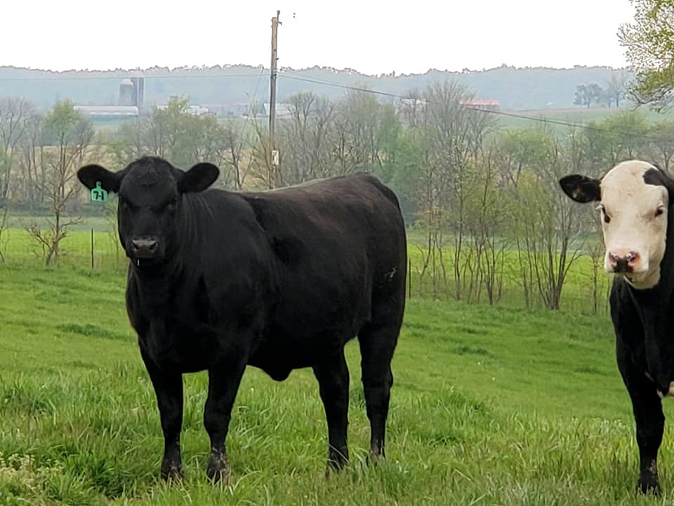 Bess Farms - We are a local cattle farm from Jackson, MO.... | Facebook
