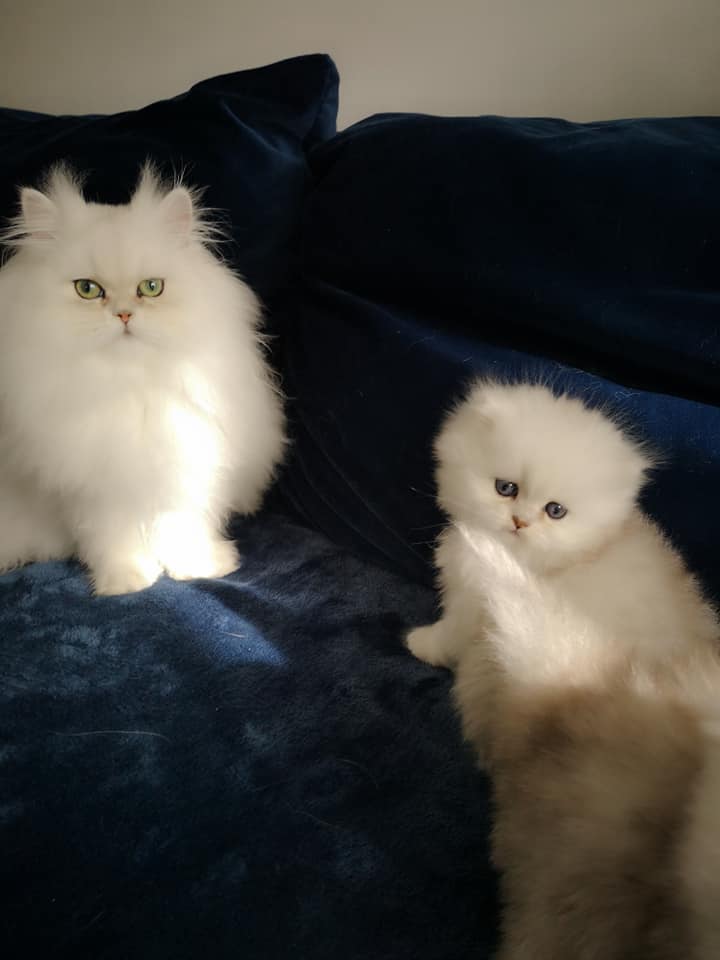 Elevage De La Palmire Du Nord Chats Persans Chinchilla Golden Silver Facebook