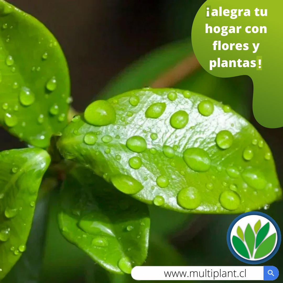 Que tengas buena semana 🍀... - Vivero Multiplant | Facebook