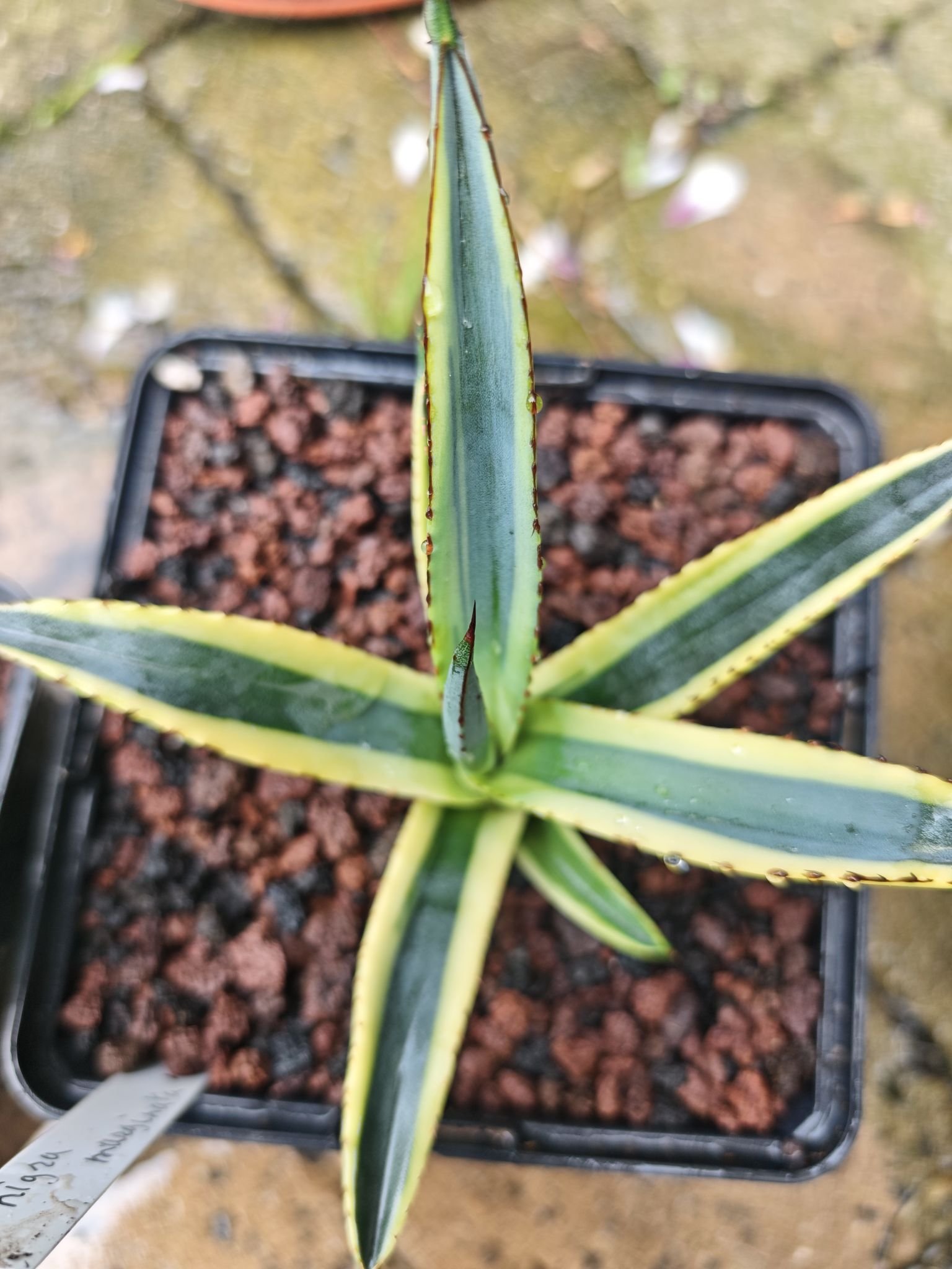 Agave Nigra 