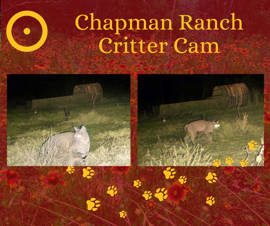 Chapman Ranch | Sabinal TX