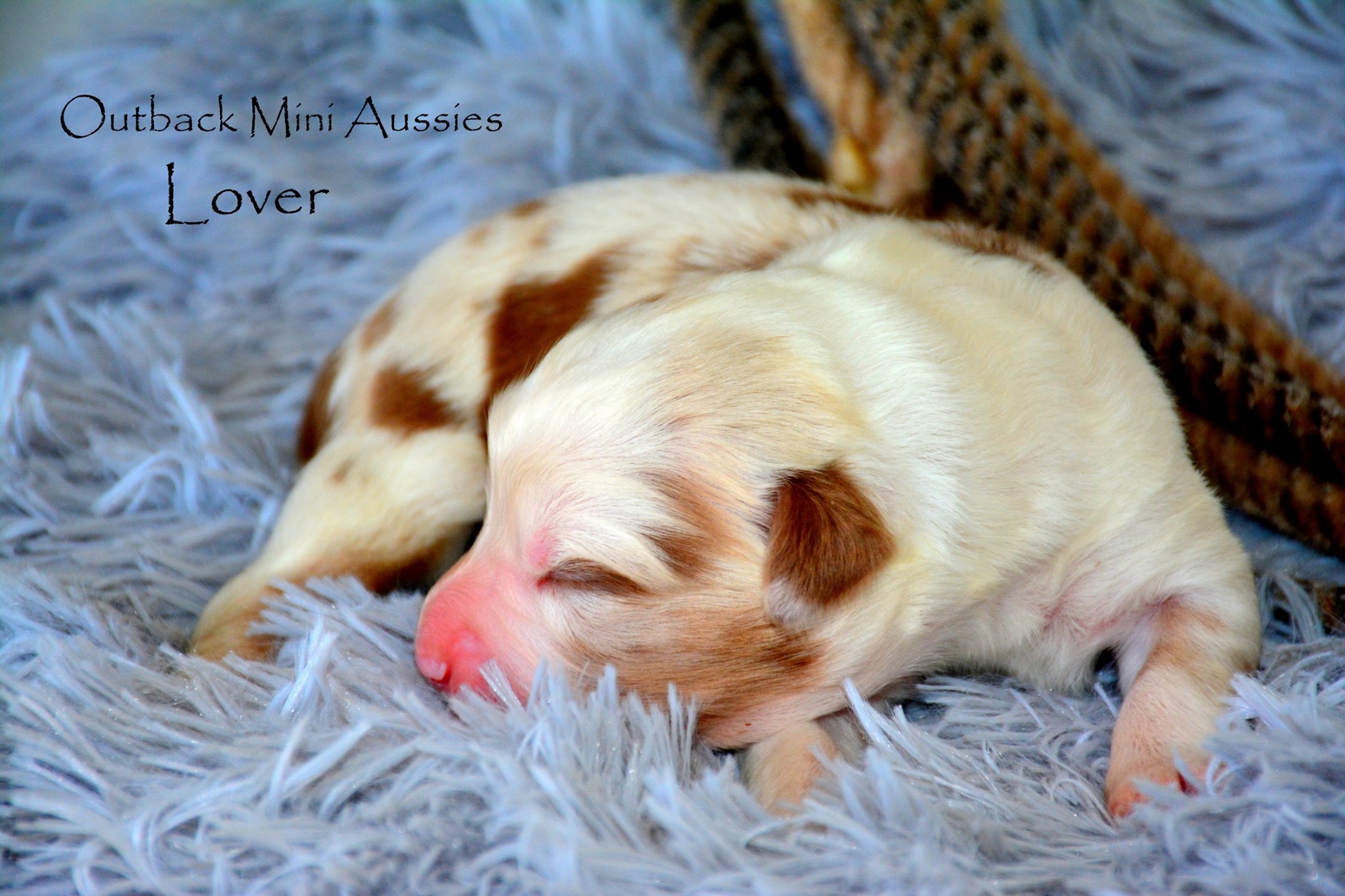 Meet Lover! Mini Aussie Male from... - Outback MINI Aussies | Facebook