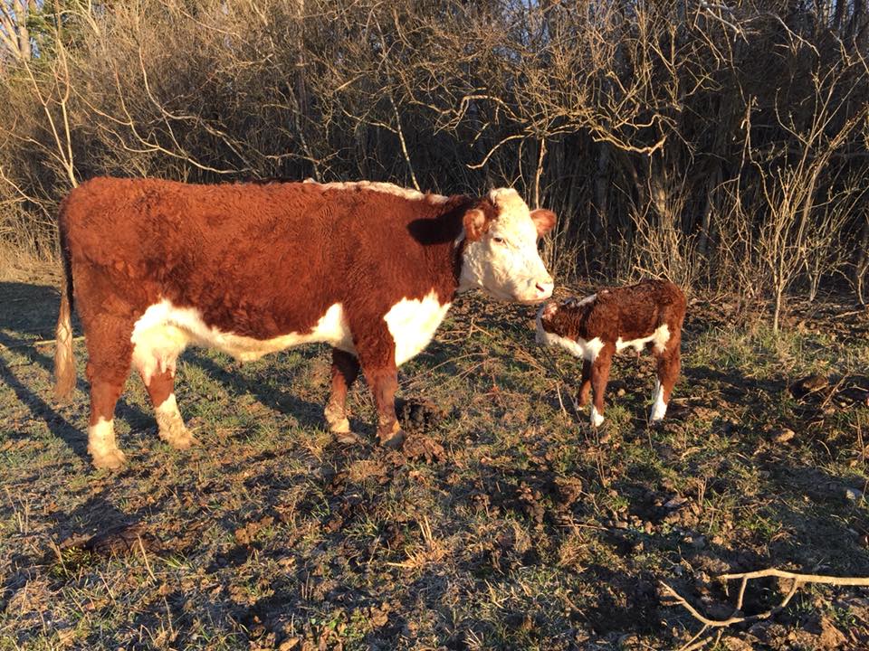 HB Stock Farm | Cynthiana KY