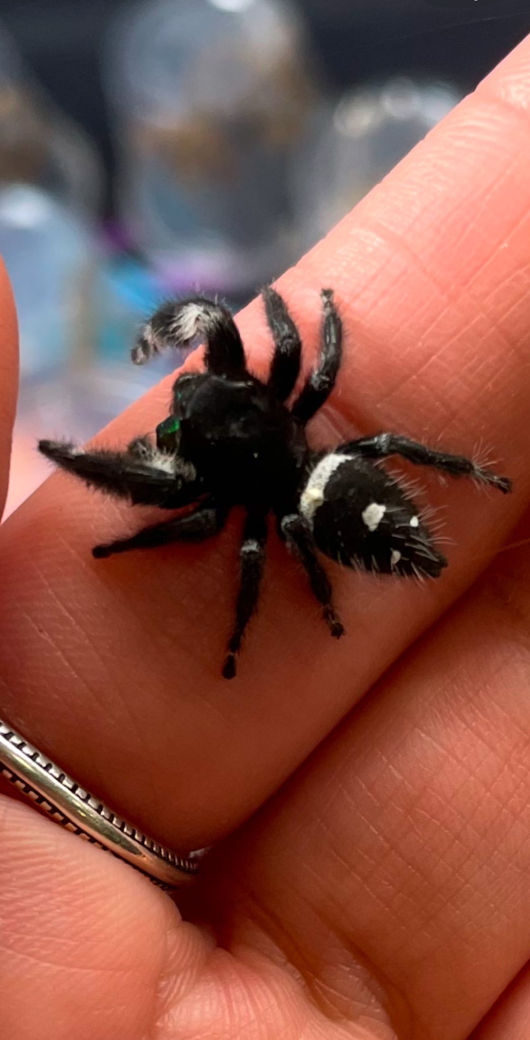Are these 2 guys the same kind of jumping spiders?