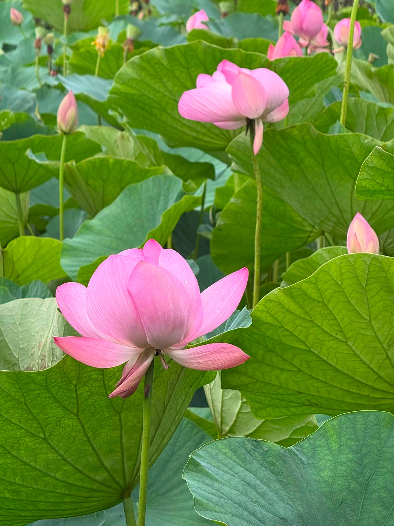 久しく見れなくなった伊佐沼の古代蓮 すみません。川越ではありません