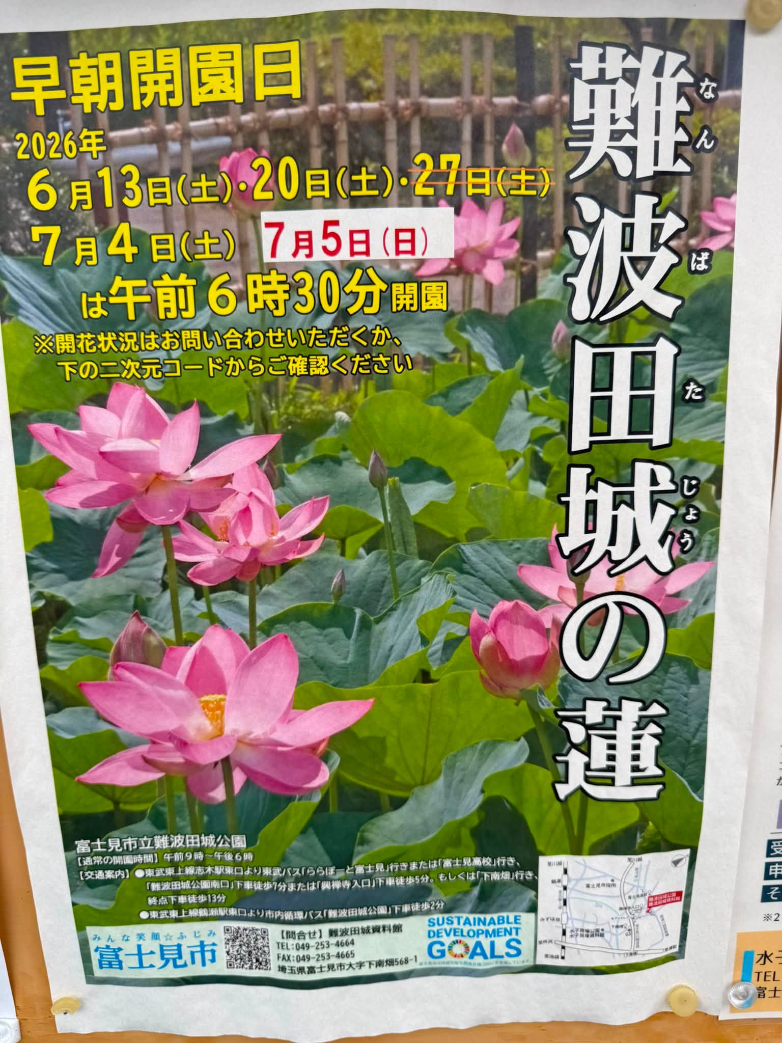 久しく見れなくなった伊佐沼の古代蓮 すみません。川越ではありません