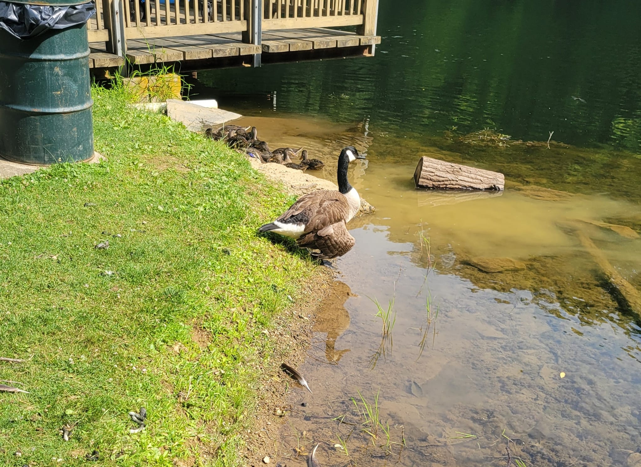 The Hunsickler's goose Over the... - Cricket Wildlife Center