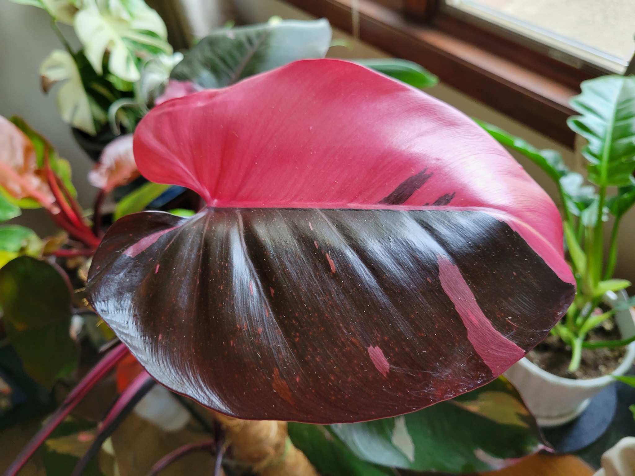 Look at the new leaf on Ms pink ninja. Absolutely gorgeous!