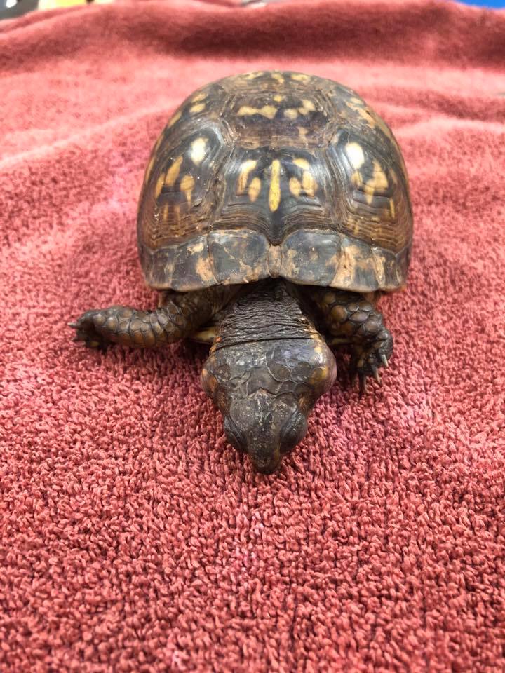 Have you ever seen a turtle... - Blue Ridge Wildlife Center