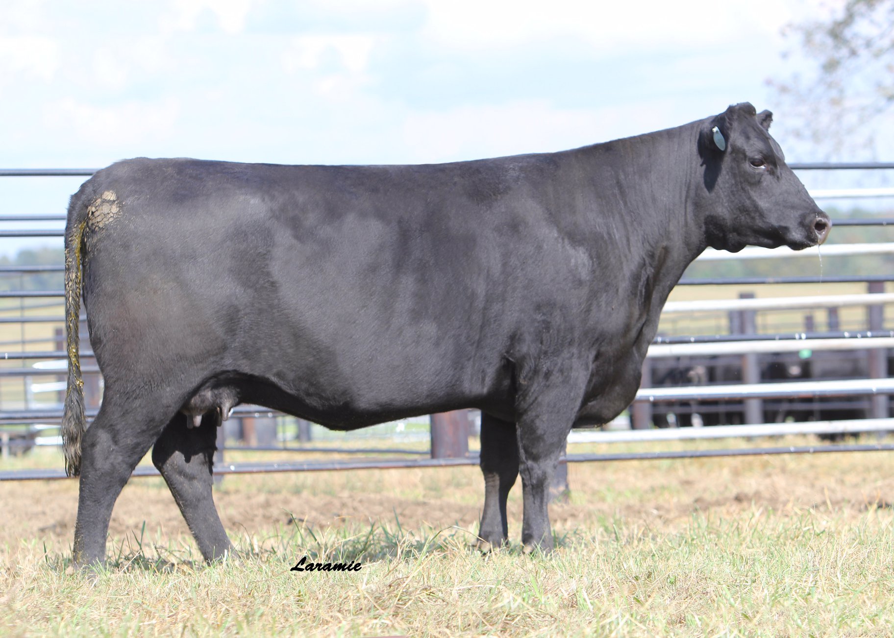 Sunset Ridge Cattle Co.