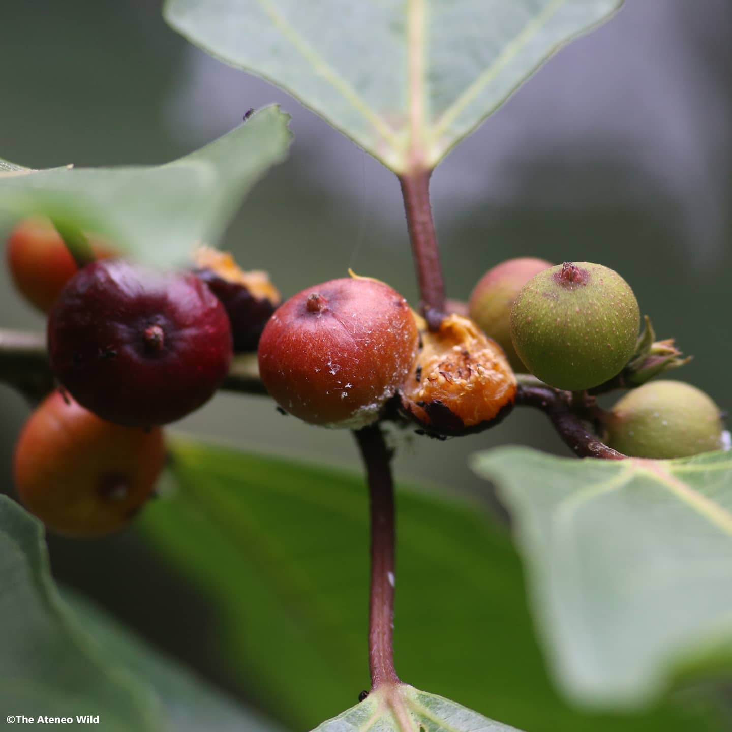 The Ateneo - Don't these red-maroon fruit look so enticing? These are ...