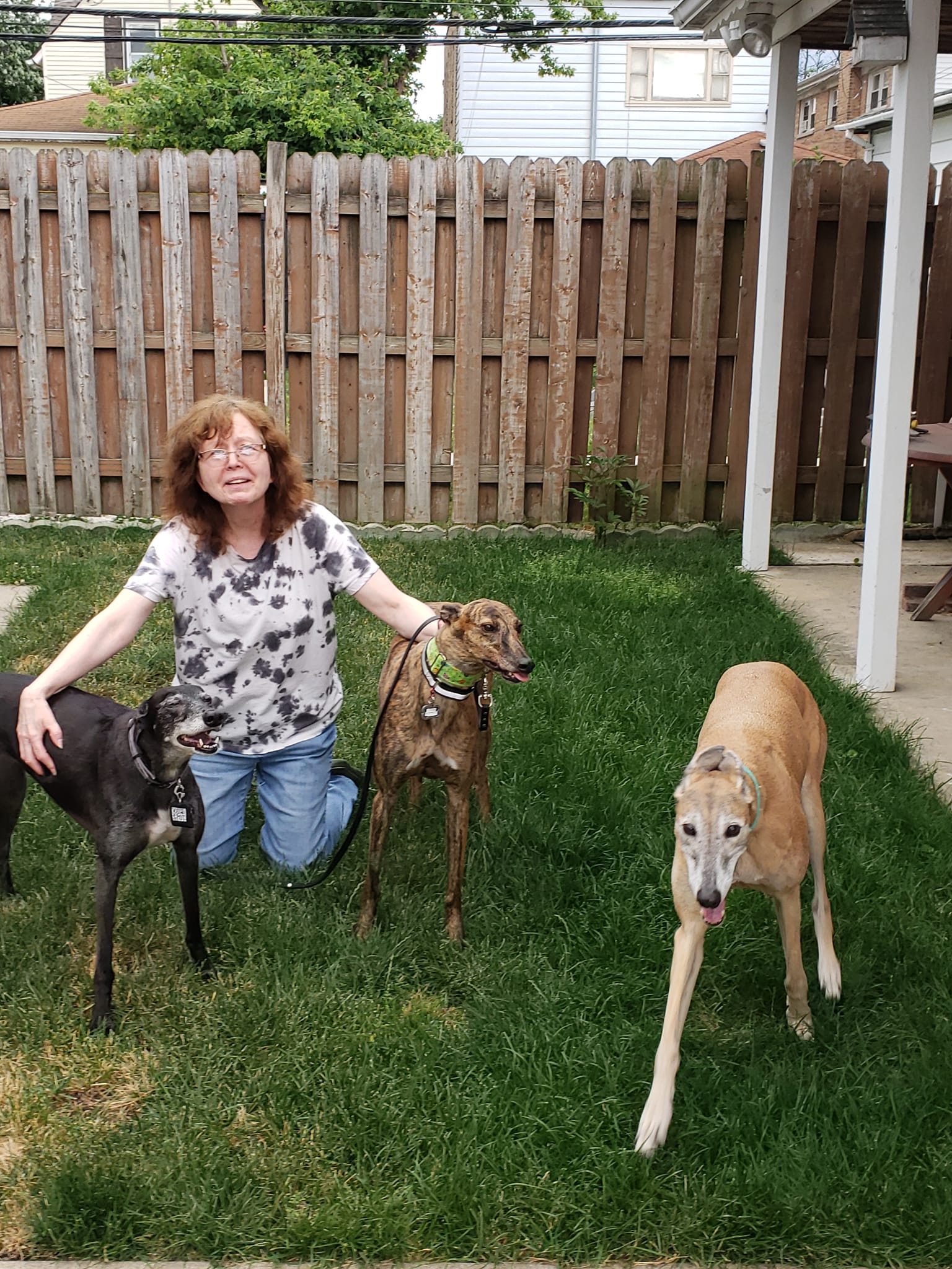 4 Greyhound - Congratulations to Livewire and her new family! | Facebook