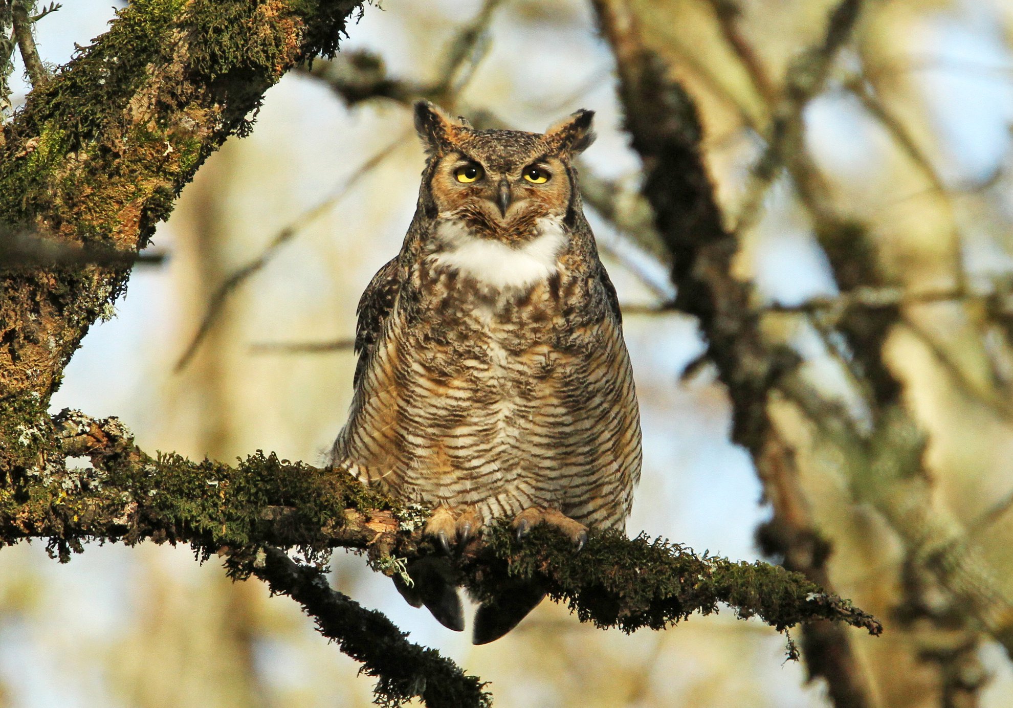Hey, check out this Superb Owl! So, apparently there's a big