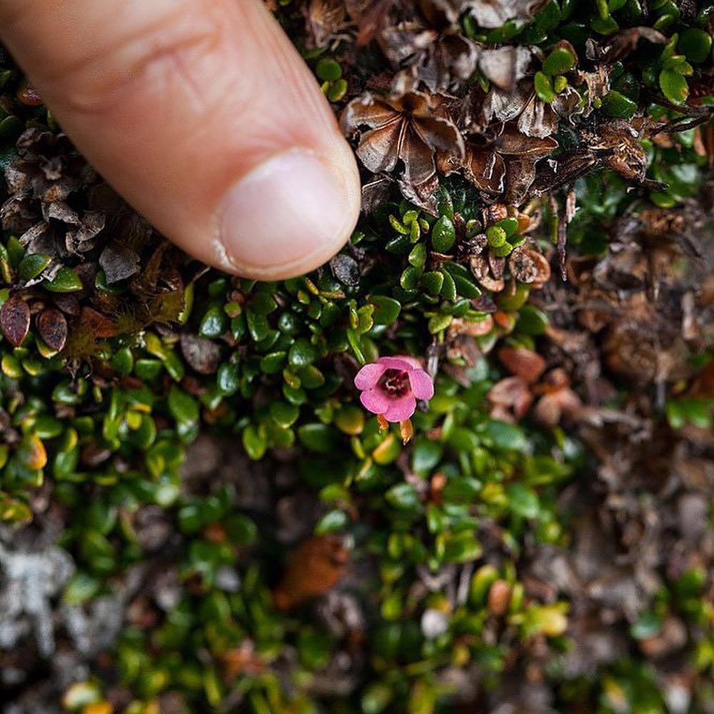 A rare image of the... - Royal Botanic Gardens Victoria | Facebook