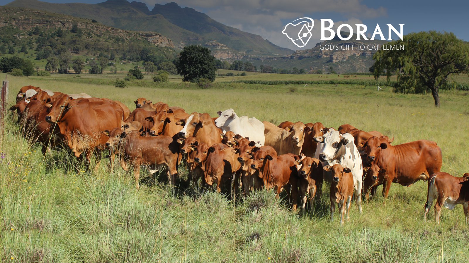 boran-cattle-breeders-society-of-sa-home