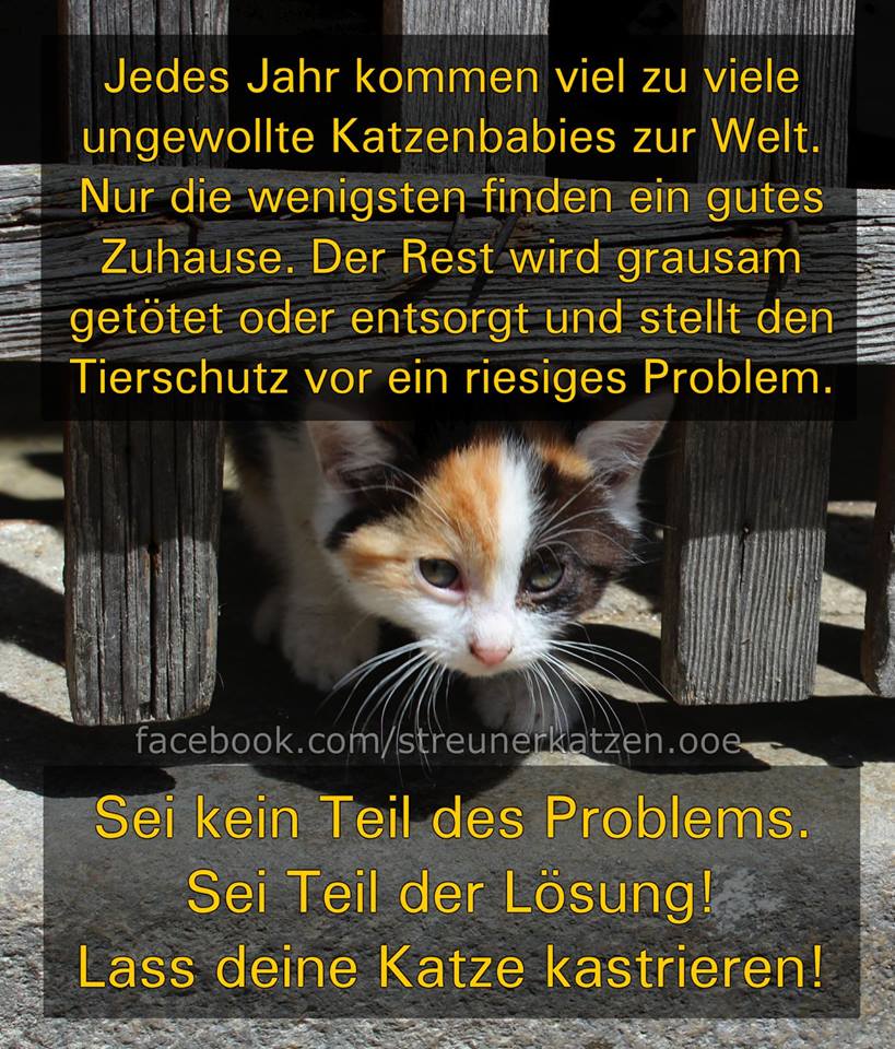 Interessantes Rund Um Die Katze Posts Facebook