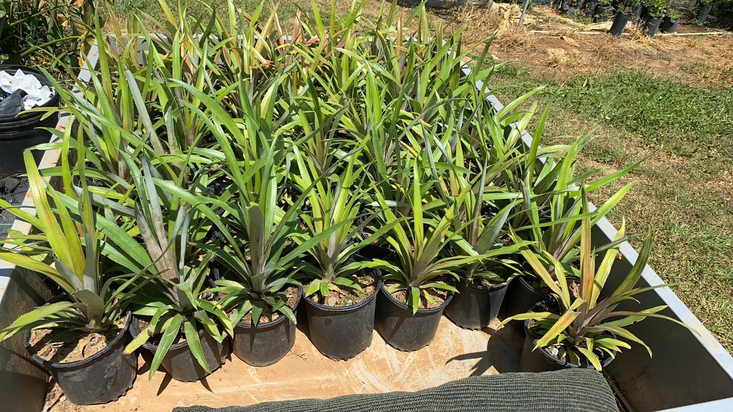 Injertia Manases - Piña cabezona | Facebook