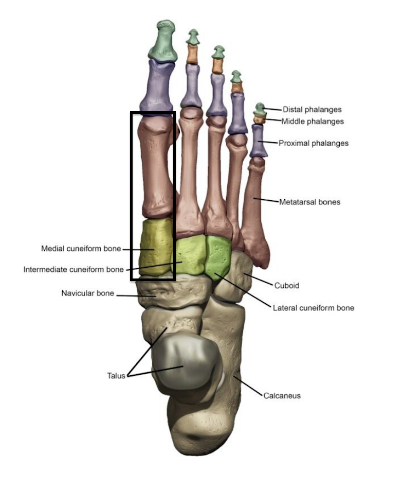 The 1st ray is a segment of... - Experience Physical Therapy