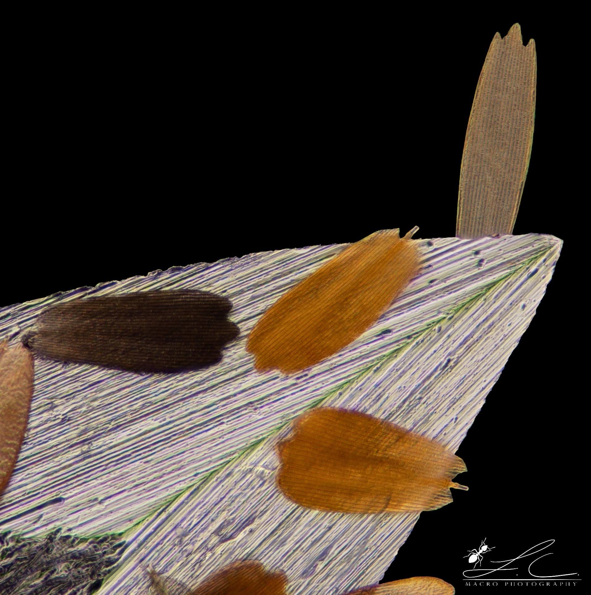 Microplanet