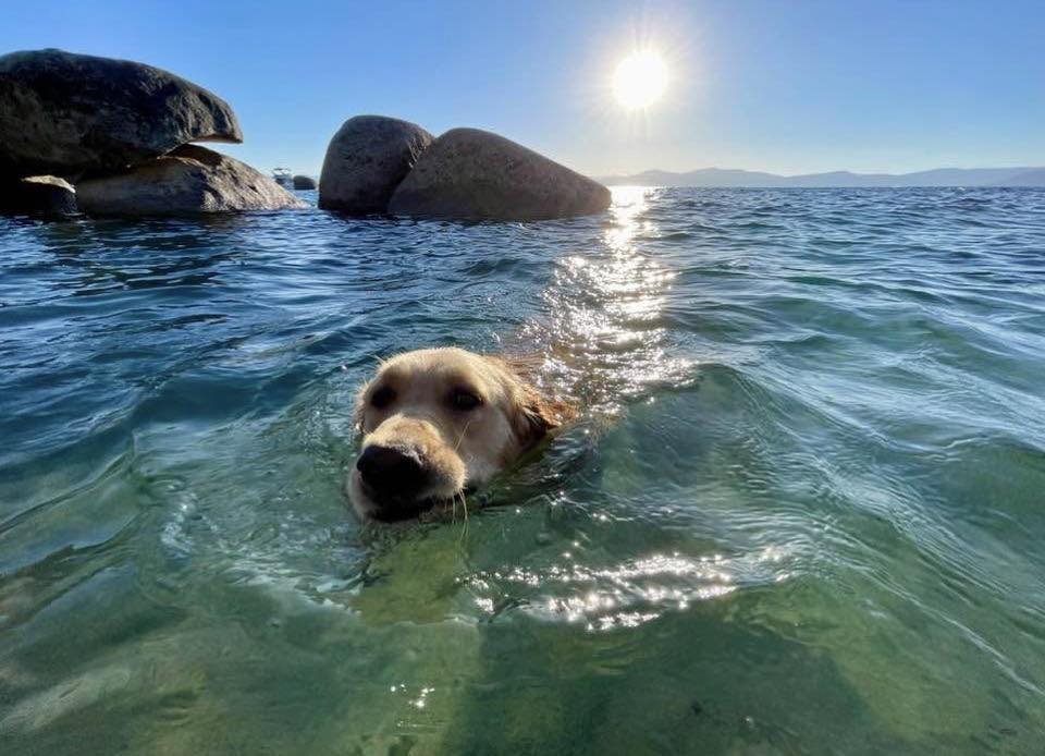 Introduction of a dog lover and world traveler