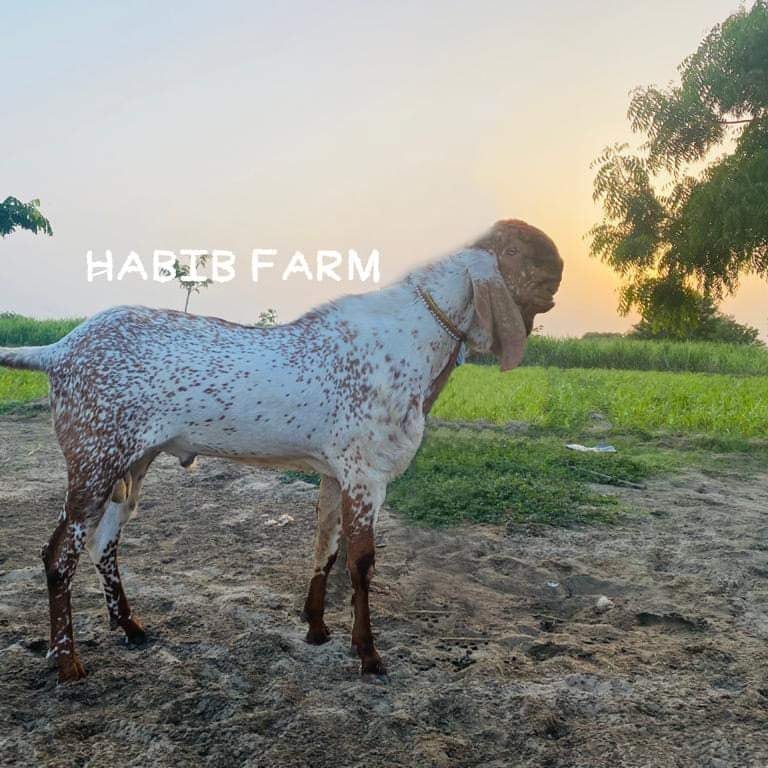 HABIB FARM | Multan