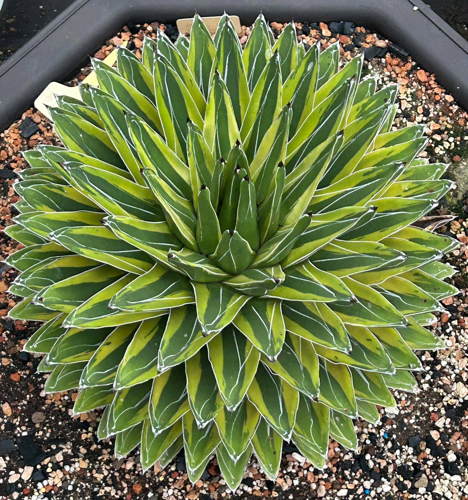 Agave palmeri 'Kutsugen No Mai Ogi'