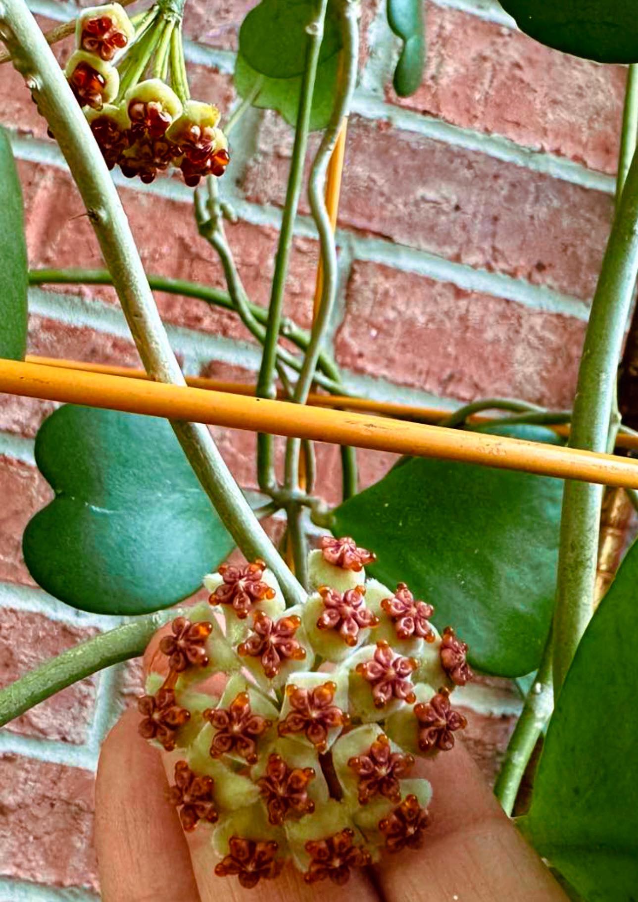 Hoya sp. Chiang Dao, Chiang Mai (collected by Perapat Pee) vs. H