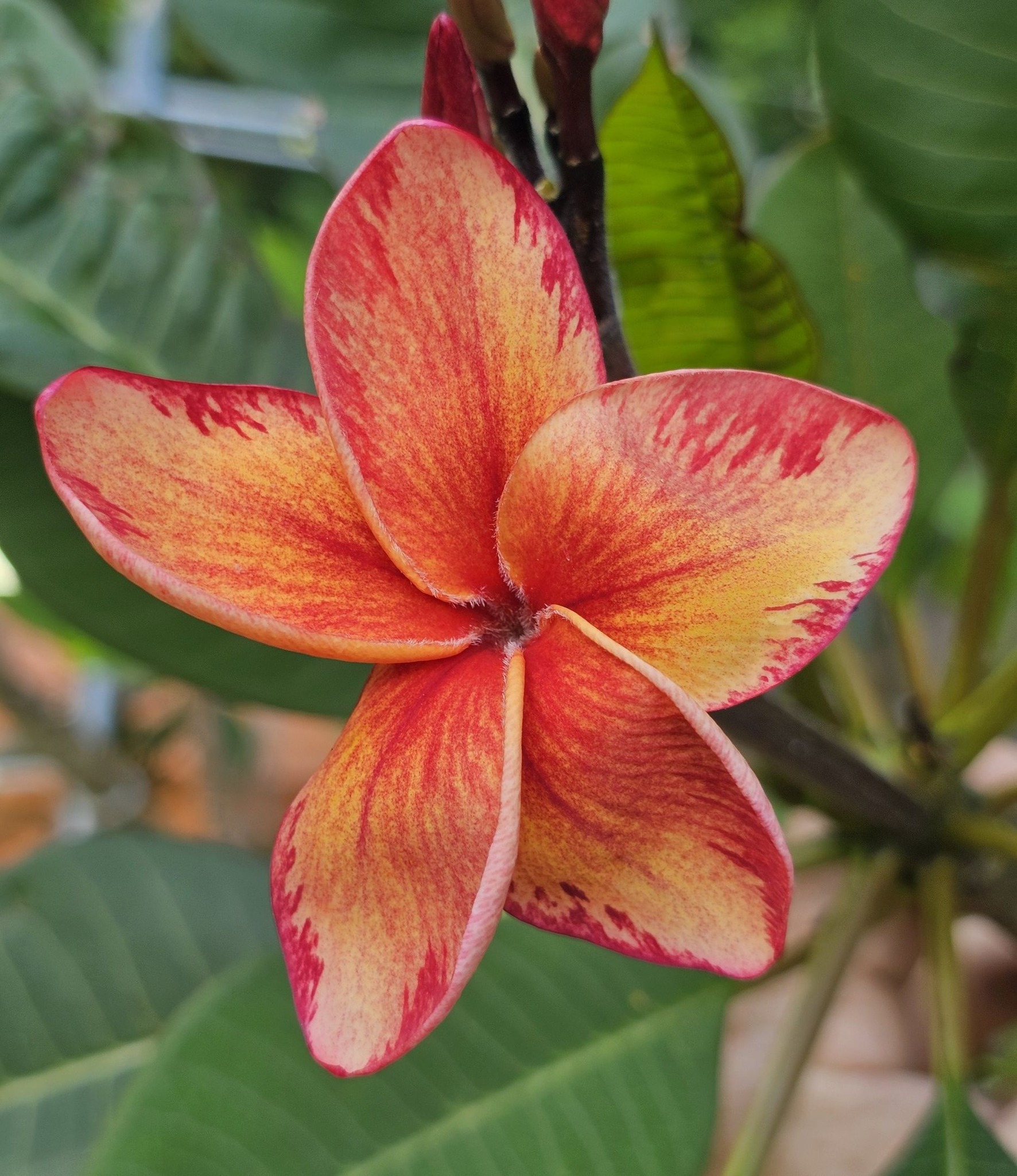 Rare orange plumeria 'Dane' from Jim Little Nursery