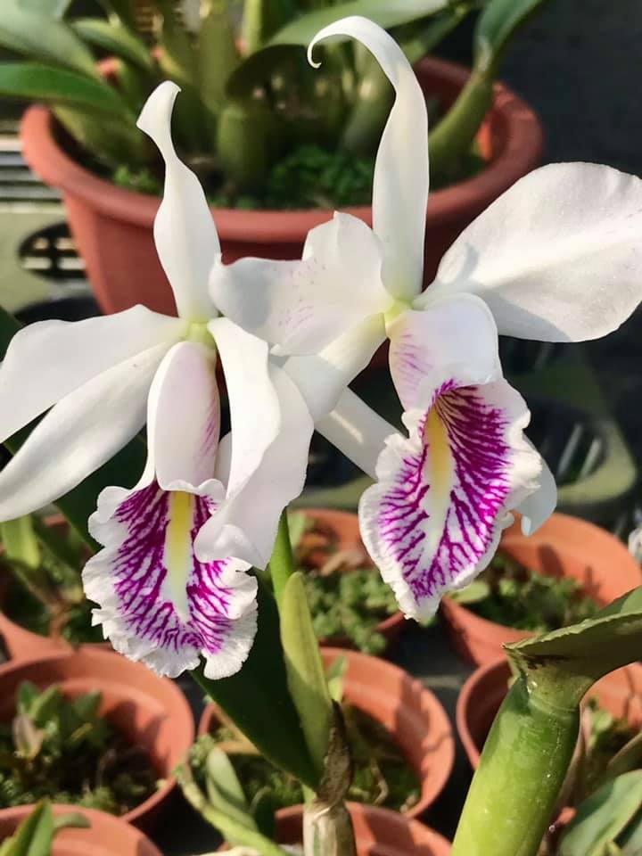 Cattleya maxima var. rubra This is a selfing of the famous var