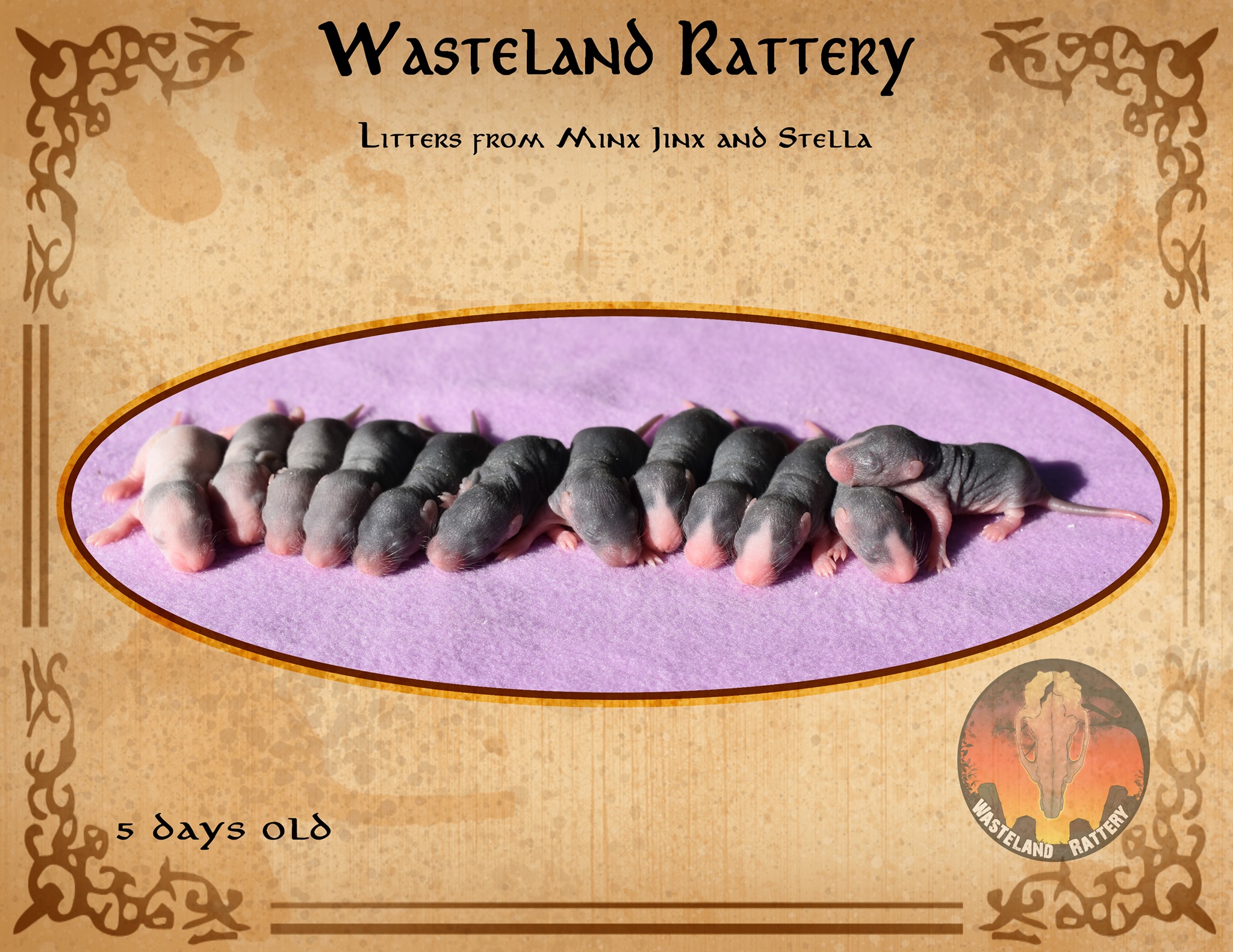 Our litters from Minx Jinx and Stella!... - Wasteland Rattery | Facebook