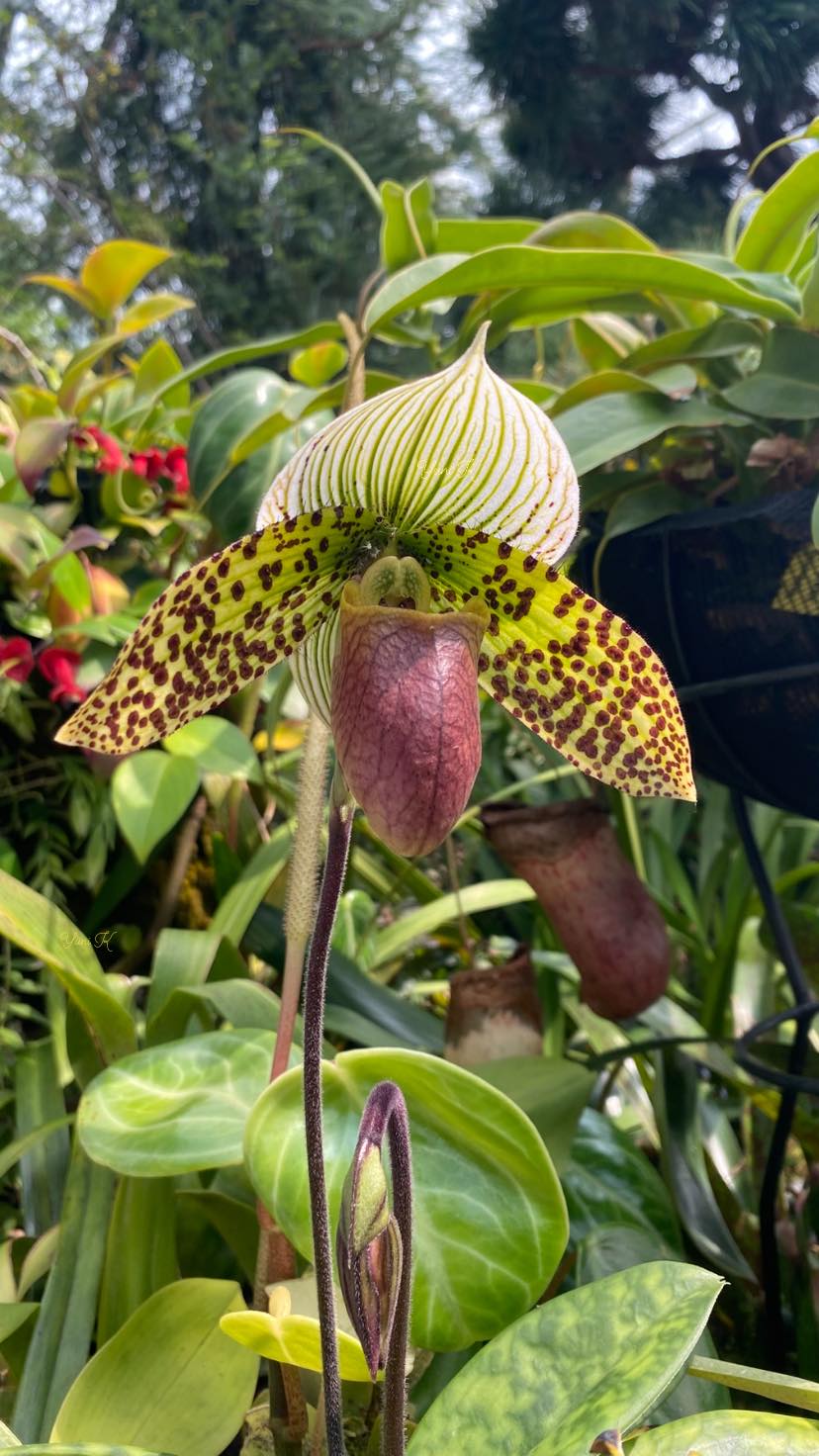 Paphiopedilum Shin Yi Spring (Taiwan x sanderianum)