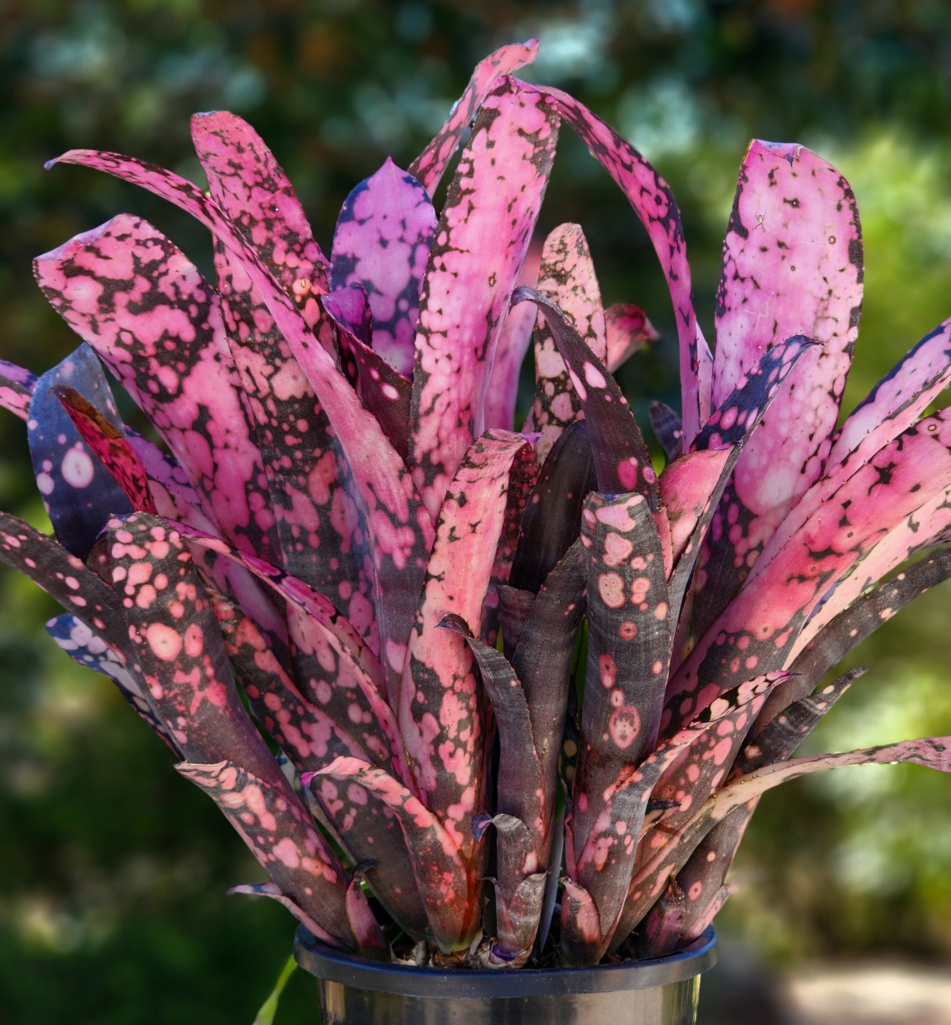Billbergia 'Berry blast' By Lisa Vinzant