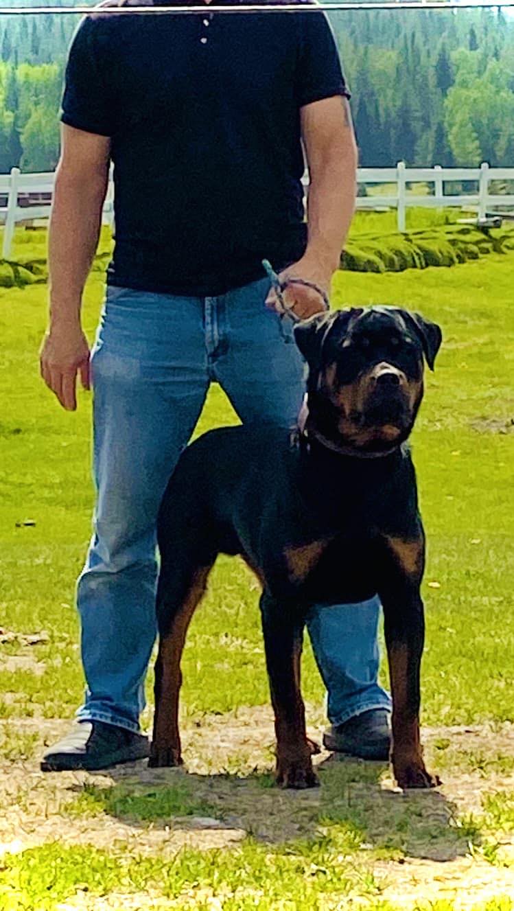 Divine Spirit Rottweilers & Working German Shepherds | Cochrane AB