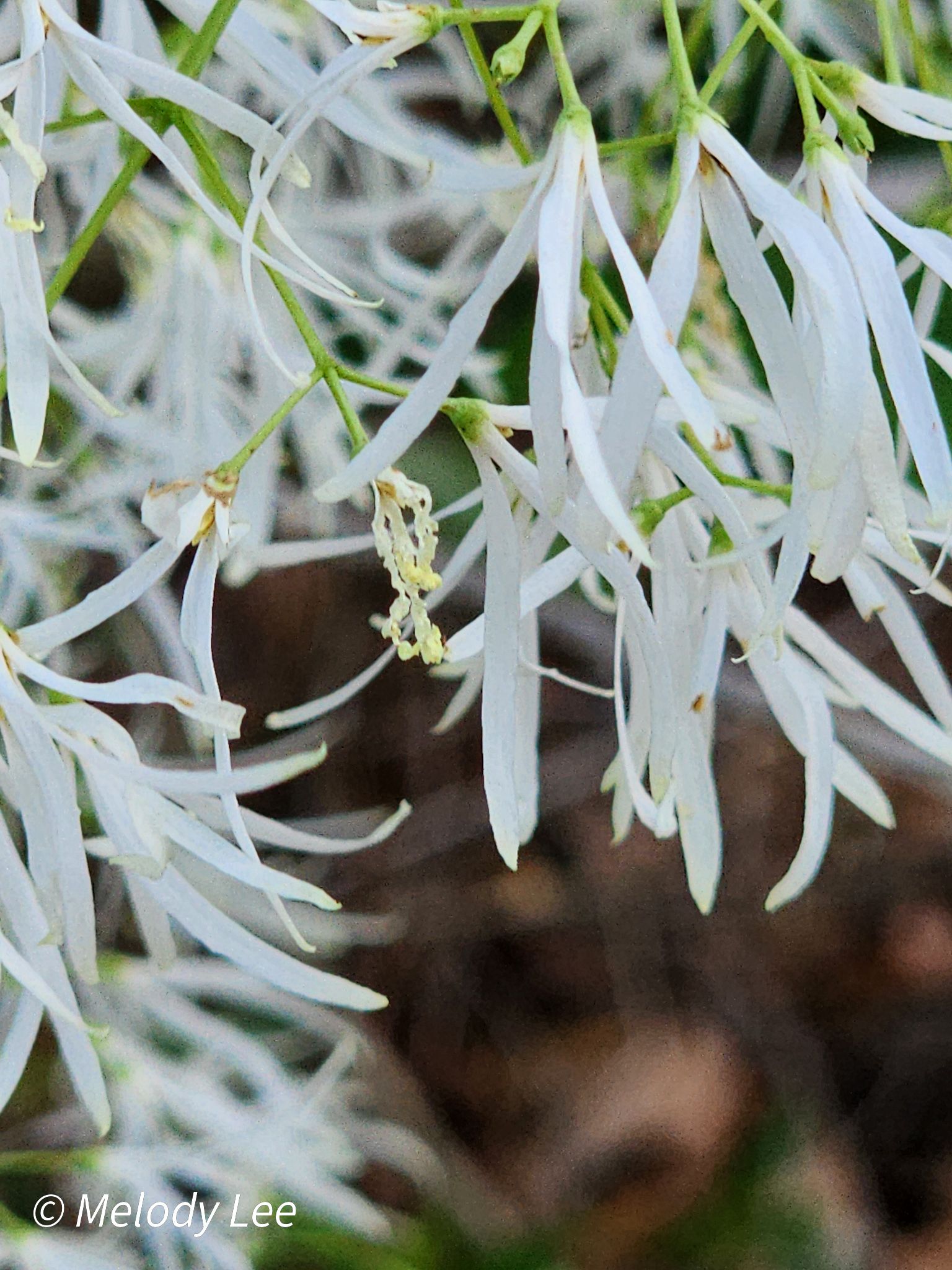 Flowers on a fringe tree aka old man