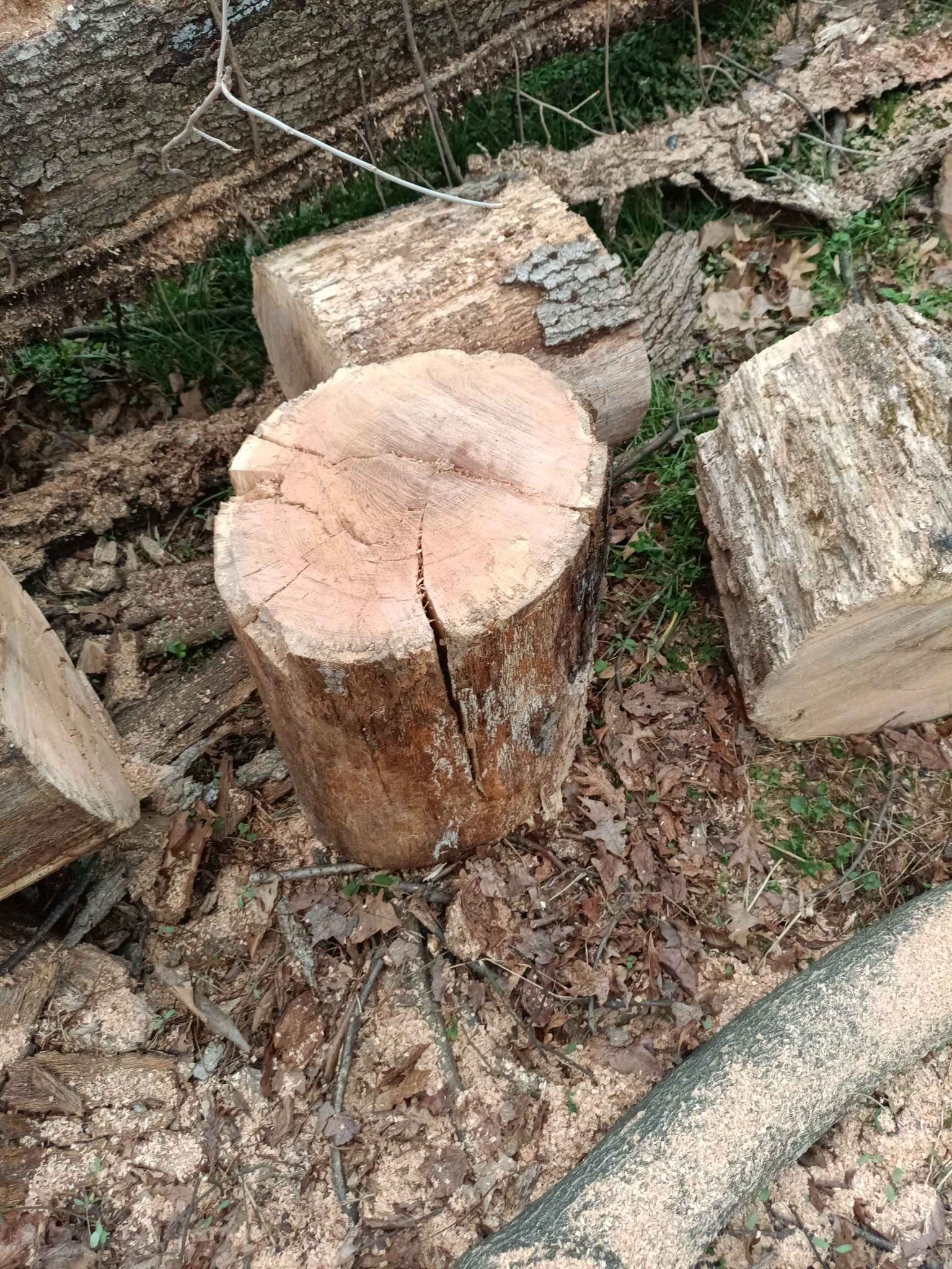 Oak fire wood free logs rounds - Stepping Stones - Aspen Hill, Maryland ...