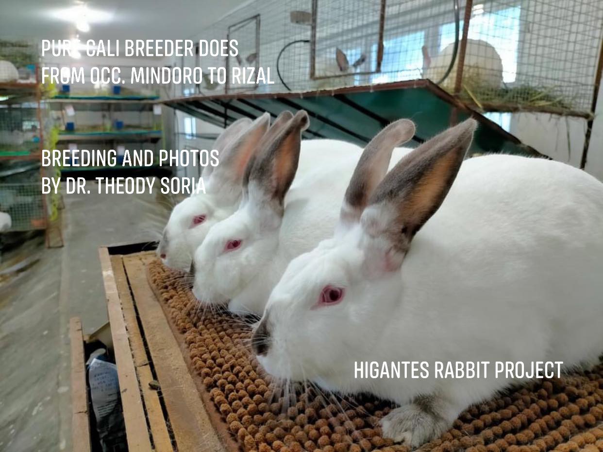 Congratulations sa Higantes Rabbit... - Alvin Rabbitpreneur