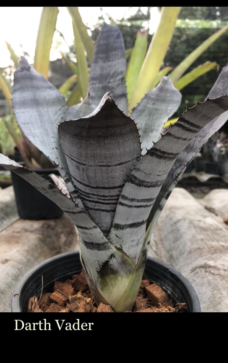 Darth Vader bromeliad plant beauty