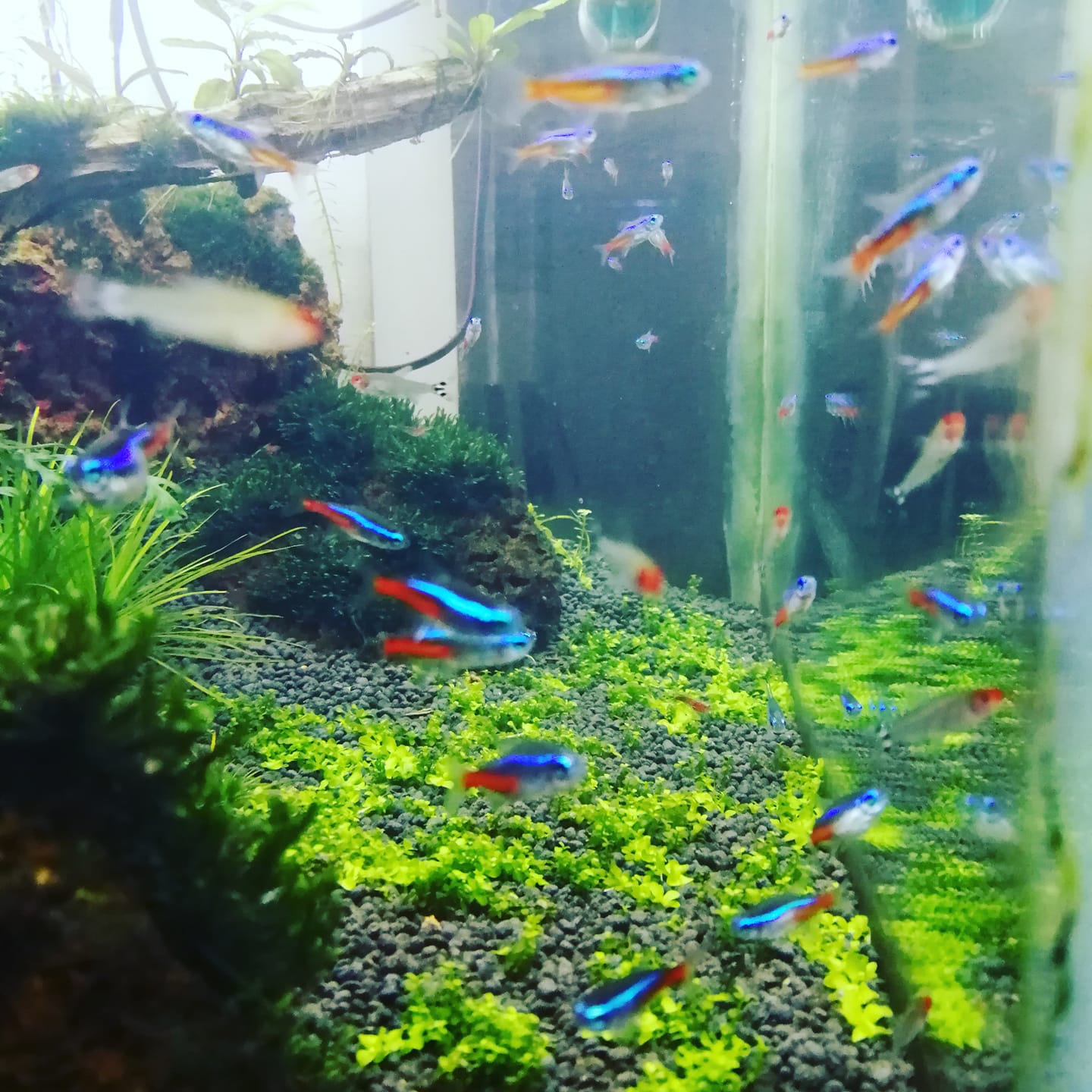 Wasana ornamental fish farm | Hunumulla