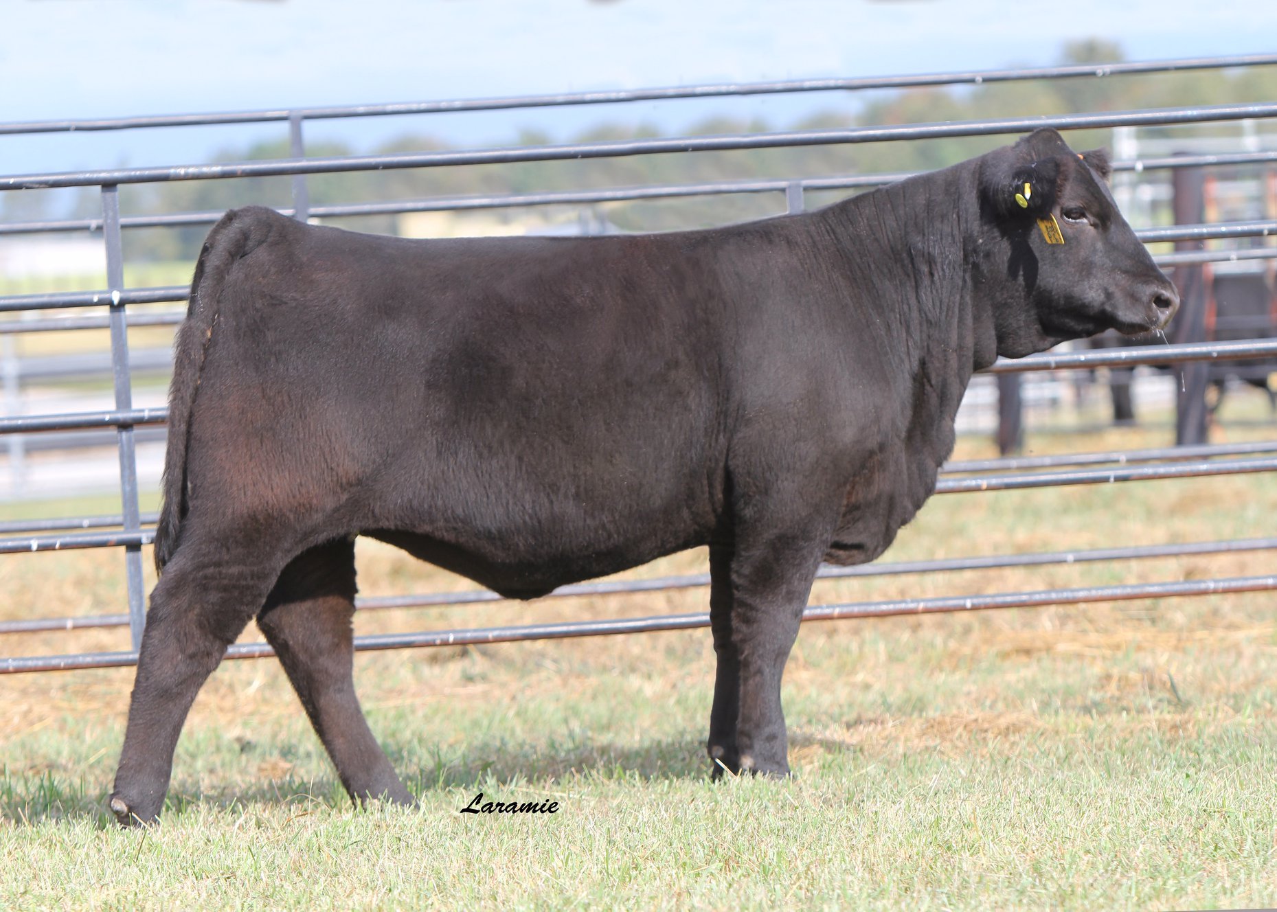 Sunset Ridge Cattle Co.