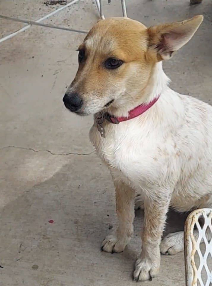 Vetted dogs in Rio Grande City, TX need rescue for adoption