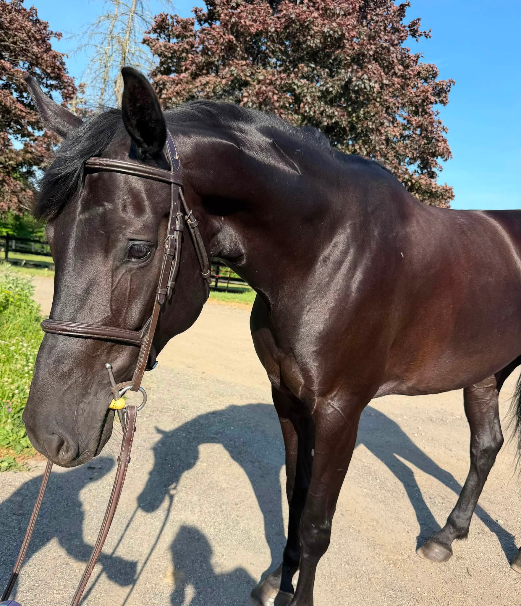 トリプルx Who wants their very own black beauty? 🖤